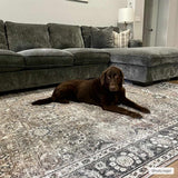 Hauteloom Ganyangan GANY Black Machine Made Chenille-Polyester Rug