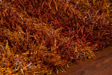 chandra kubu kub 16500 red rug